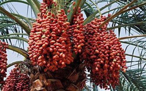 中东椰枣进口报关清关流程以及需要的单证资料