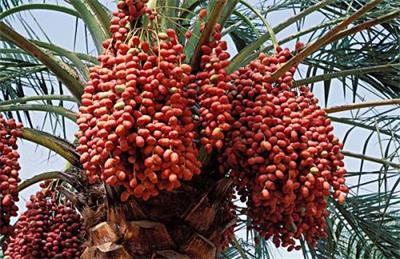 中东椰枣进口报关清关流程以及需要的单证资料