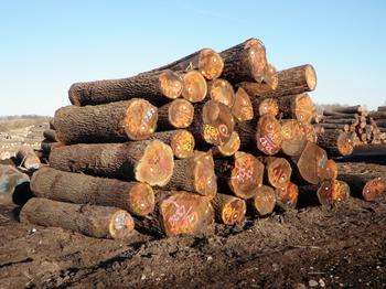 进口国外木材相关的流程及资料