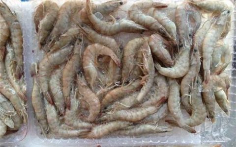 越南冷冻虾进口清关