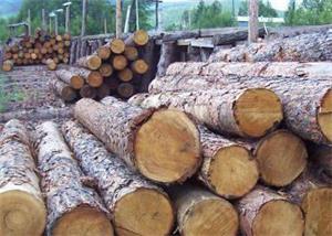 木材进口报关检验步骤